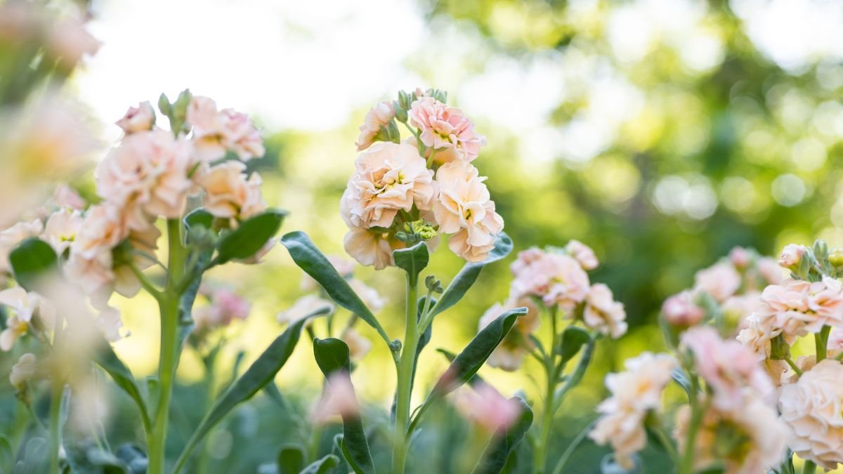 A kerti viola (Matthiola incana) világos rózsaszín virágai, zöld levelekkel, napfényben pompáznak.