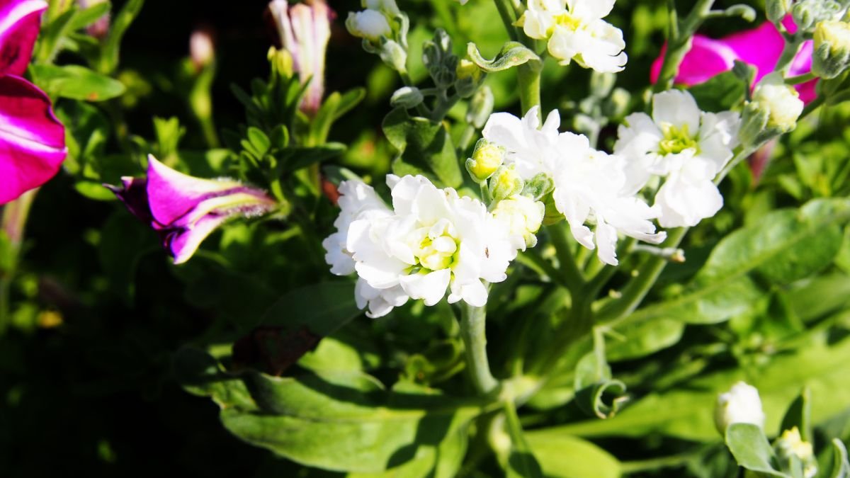 Fehér virágú kerti viola (Matthiola incana) zöld levelekkel, háttérben színes petúnia virágokkal.