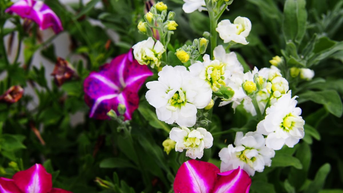 A kerti viola (Matthiola incana) fehér virágai zöld levelek között, színes petúniák társaságában.