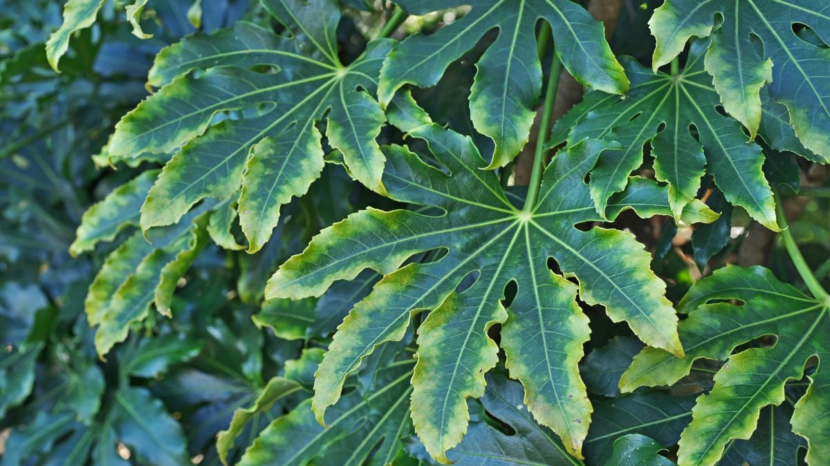 A szobaarália (Fatsia japonica) levelei, élénk zöld színnel és jellegzetes, mély bemetszésekkel, otthoni díszítésre ideális növény.