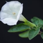 A maszlag virágának gyönyörű, fehér szirmai és zöld levelei, háttérben sötét színnel kiemelve.