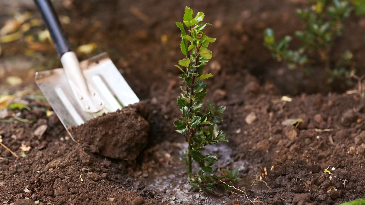Frissen ültetett cserje a földben, mellette ásóval, ami az őszi kertészkedés folyamatát mutatja.