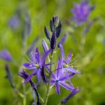 A prérigyertya csillag alakú, lila virágai élénk zöld háttér előtt pompáznak, gyönyörű díszítést adva a kertnek.