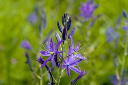 A prérigyertya csillag alakú, lila virágai élénk zöld háttér előtt pompáznak, gyönyörű díszítést adva a kertnek.
