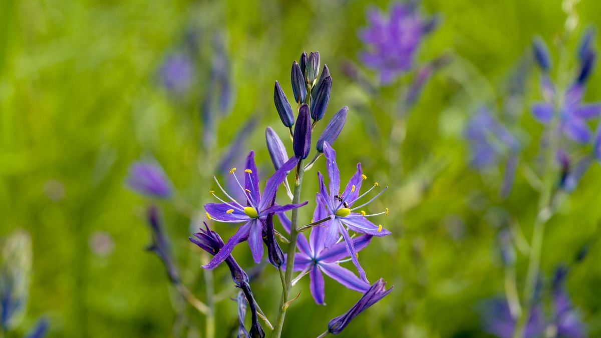 A prérigyertya csillag alakú, lila virágai élénk zöld háttér előtt pompáznak, gyönyörű díszítést adva a kertnek.