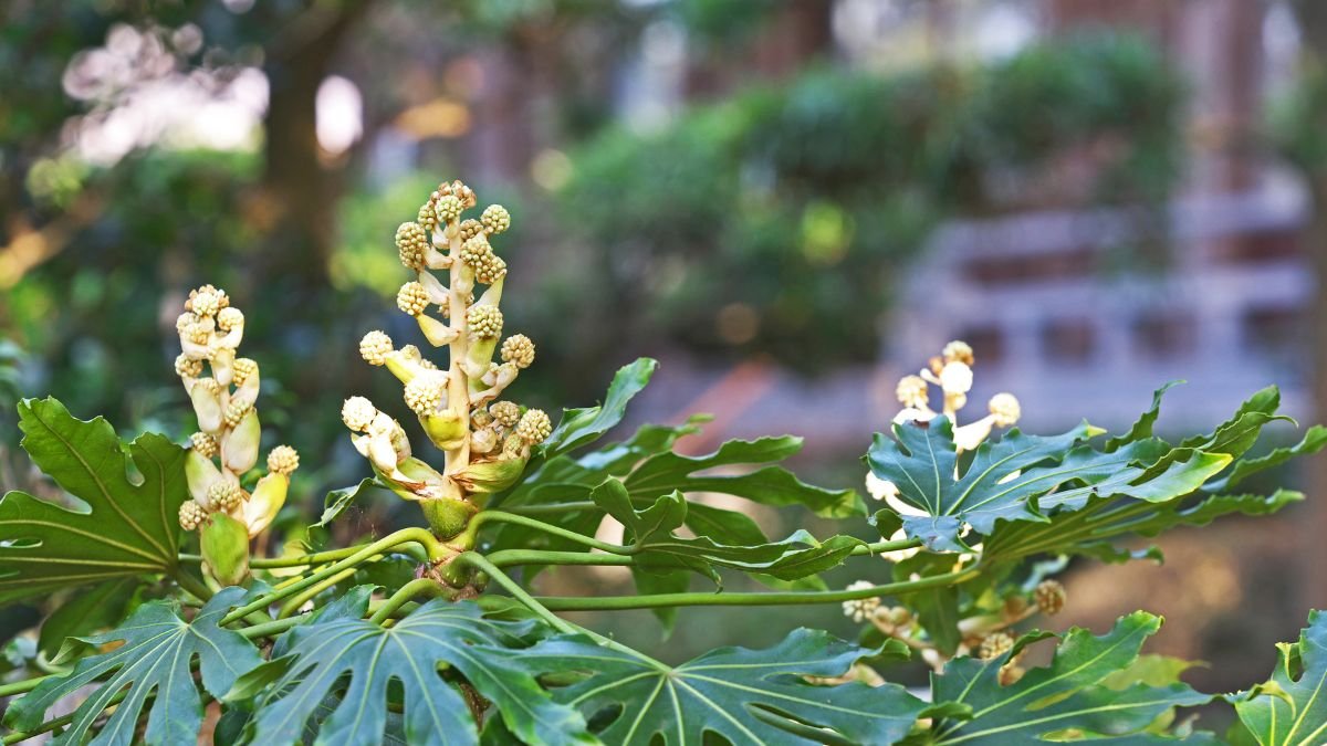 A szobaarália (Fatsia japonica) virágzása, zöld levelekkel és bimbózó virágokkal, melyek a növény szépségét hirdetik.