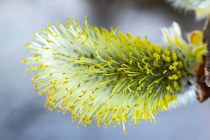 A kecskefűz virágzata tavaszi színekben pompázik, sárga és zöld árnyalatokkal, amely a frissességet és a megújulást szimbolizálja.