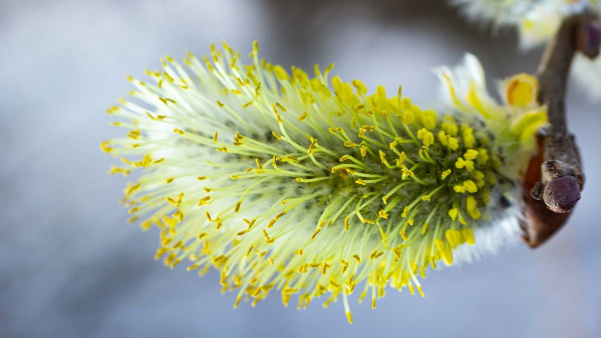 A kecskefűz virágzata tavaszi színekben pompázik, sárga és zöld árnyalatokkal, amely a frissességet és a megújulást szimbolizálja.