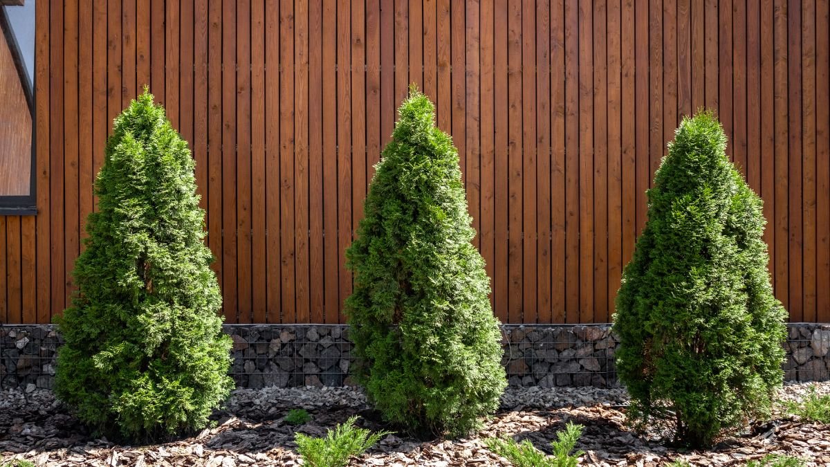 Három zöld tuja áll egy fából készült fal előtt, szép rendezett kertben.