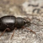 A vincellérbogár közelről, fekete színnel és jellegzetes formával, kerti kártevőként ismert.