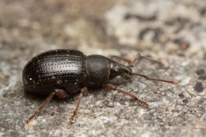 A vincellérbogár közelről, fekete színnel és jellegzetes formával, kerti kártevőként ismert.