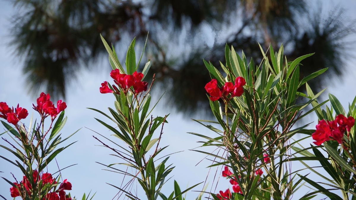 A napsütésben virágzó leander, élénk vörös virágokkal és zöld levelekkel, a háttérben kék ég látható.