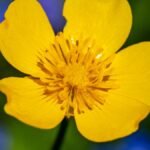 A kúszó boglárka élénk sárga virága, mely a napfényben ragyog, a zöld háttérrel kontrasztban áll.