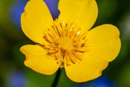 A kúszó boglárka élénk sárga virága, mely a napfényben ragyog, a zöld háttérrel kontrasztban áll.