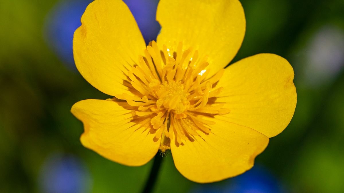 A kúszó boglárka élénk sárga virága, mely a napfényben ragyog, a zöld háttérrel kontrasztban áll.