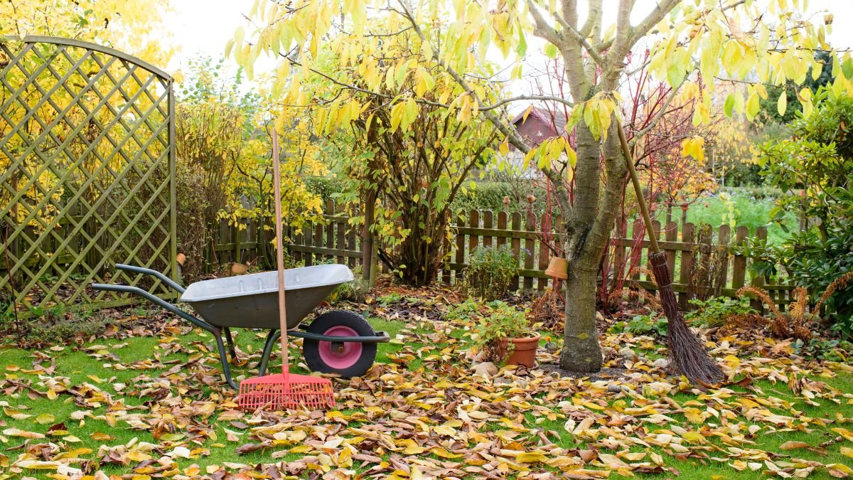 Egy őszi kert, tele lehullott falevelekkel, egy kerti talicskával és gereblyével.