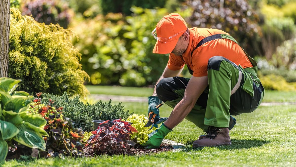 Egy kertész gondosan ápolja a virágágyást, ollóval metszve a növényeket. Színes, zöld környezetben dolgozik.