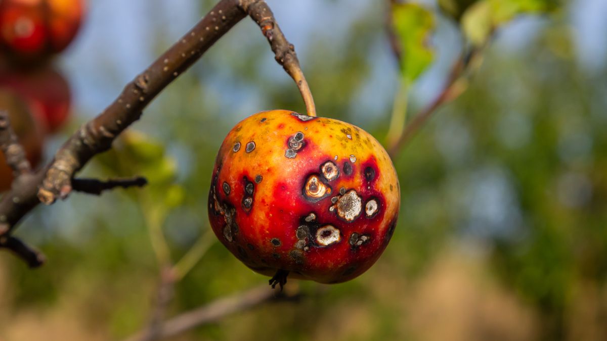 Egy beteg, foltos alma lóg egy fán, amely az őszi kertben található, jelezve a növényvédelem fontosságát.