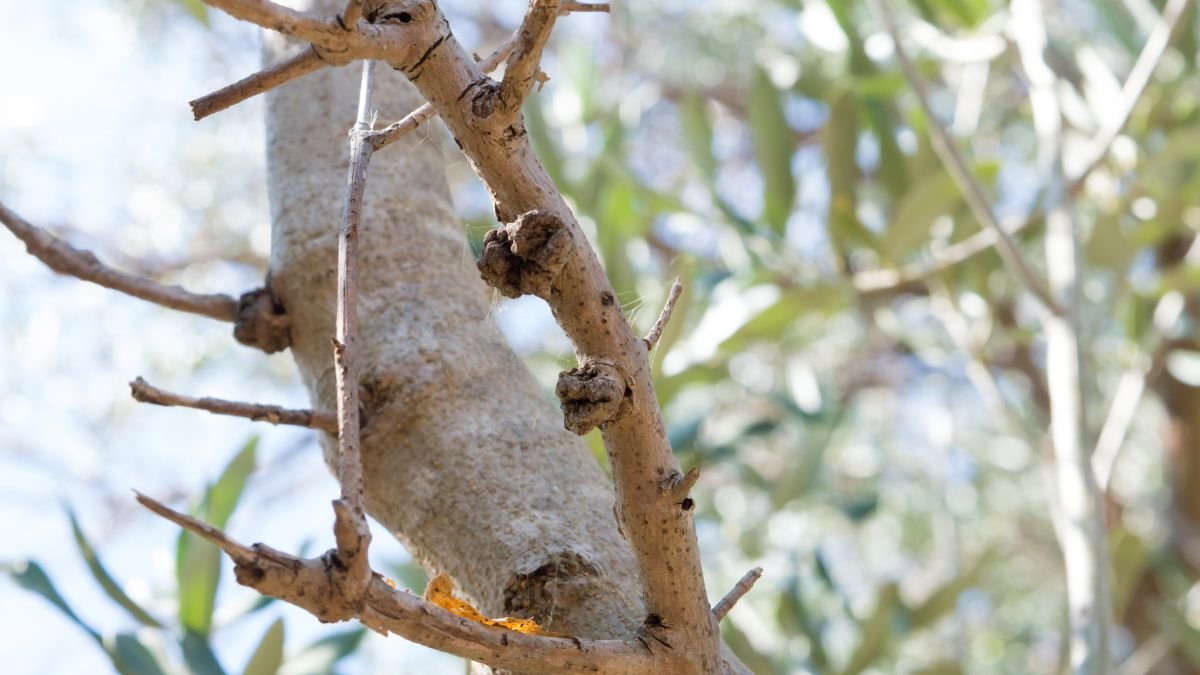 Egy gyümölcsfa ága, rajta kártevők által okozott foltokkal, ősszel.