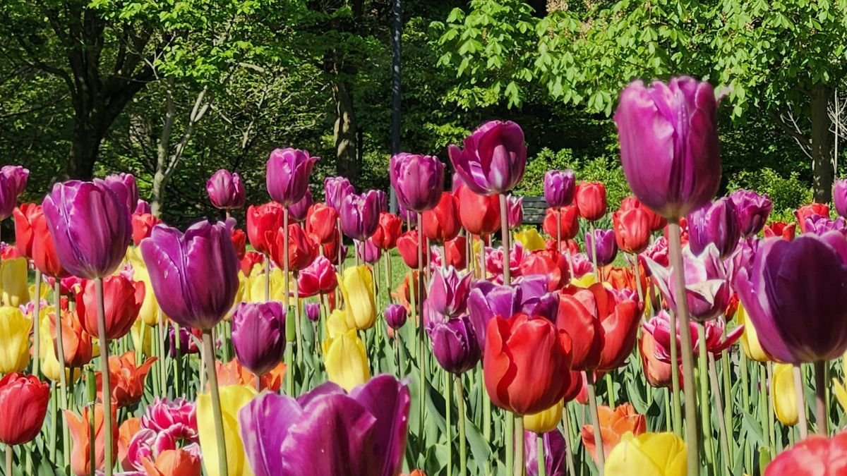 Színes tulipánok virágoznak egy napfényes parkban, zöld fák között.