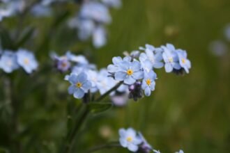 Kék mocsári nefelejcs virágok csoportja, zöld háttér előtt, vízkedvelő évelő növények.
