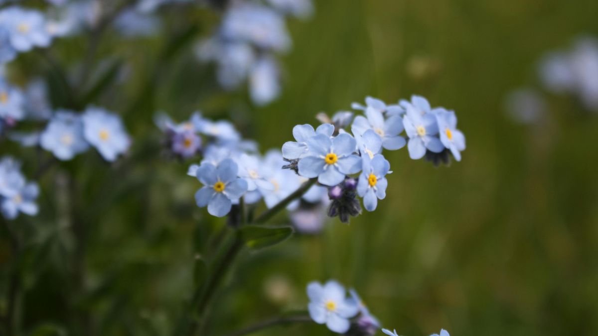 Kék mocsári nefelejcs virágok csoportja, zöld háttér előtt, vízkedvelő évelő növények.
