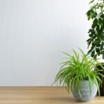 Két dús zöld szobanövény, egy magas és egy alacsony, modern virágcserépben, világos háttér előtt.