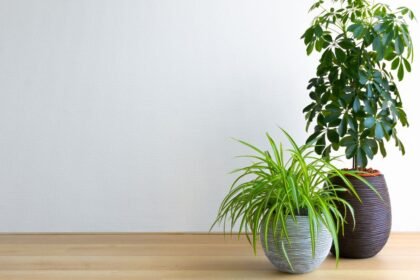 Két dús zöld szobanövény, egy magas és egy alacsony, modern virágcserépben, világos háttér előtt.