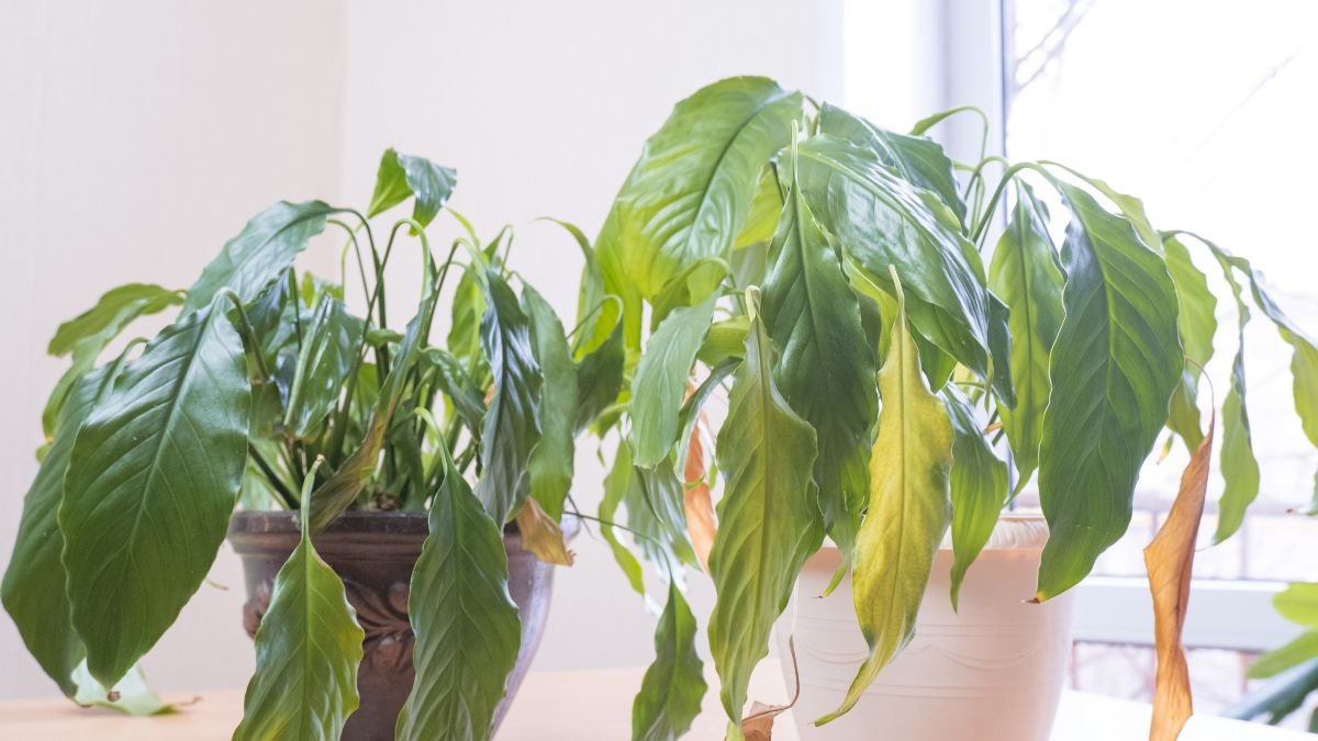 Két szobanövény, amelyek levelei sárgulnak és hervadnak, jelezve a lehetséges betegségeket.