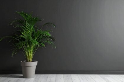 Egy sötét háttér előtt álló zöld szobanövény, ami árnyékban is jól fejlődik.