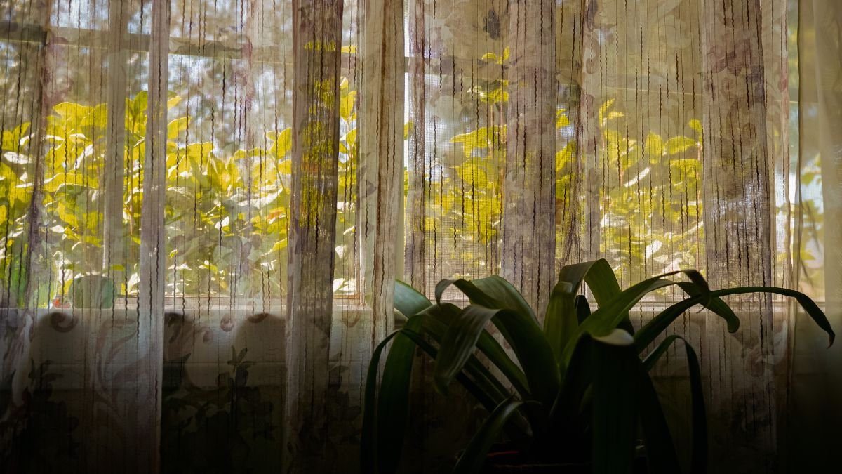 Egy szobanövény látható a szűrt fényben, a háttérben zöld levelek.