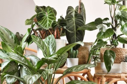 Többféle szobanövény, köztük zöld levelű és mintás fajták, barátságos környezetben.