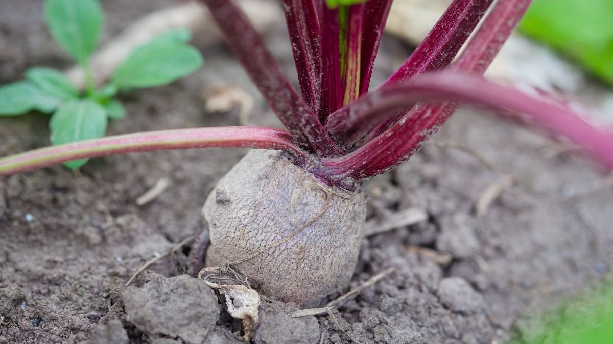 Agyagos talajban növekvő céklák, zöld leveleikkel és vastag, lila gyökereikkel, amelyek jól alkalmazkodnak a nehéz talajhoz.