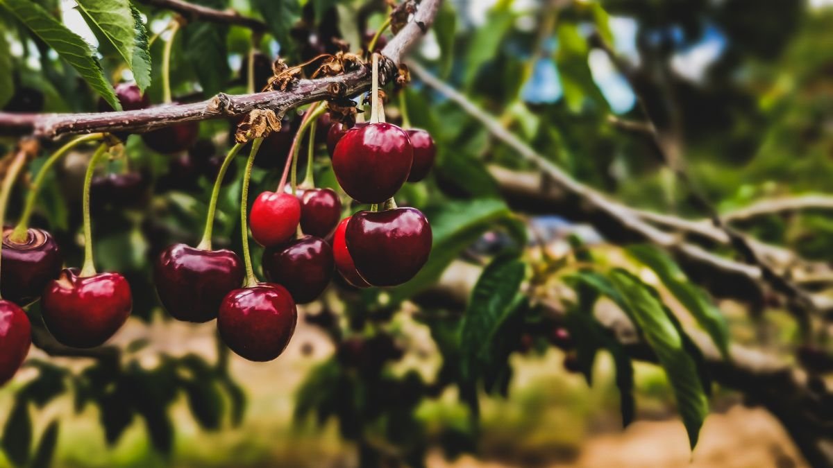 Érett, piros cseresznyék lógnak egy cseresznyefa ágain, zöld levelek között.