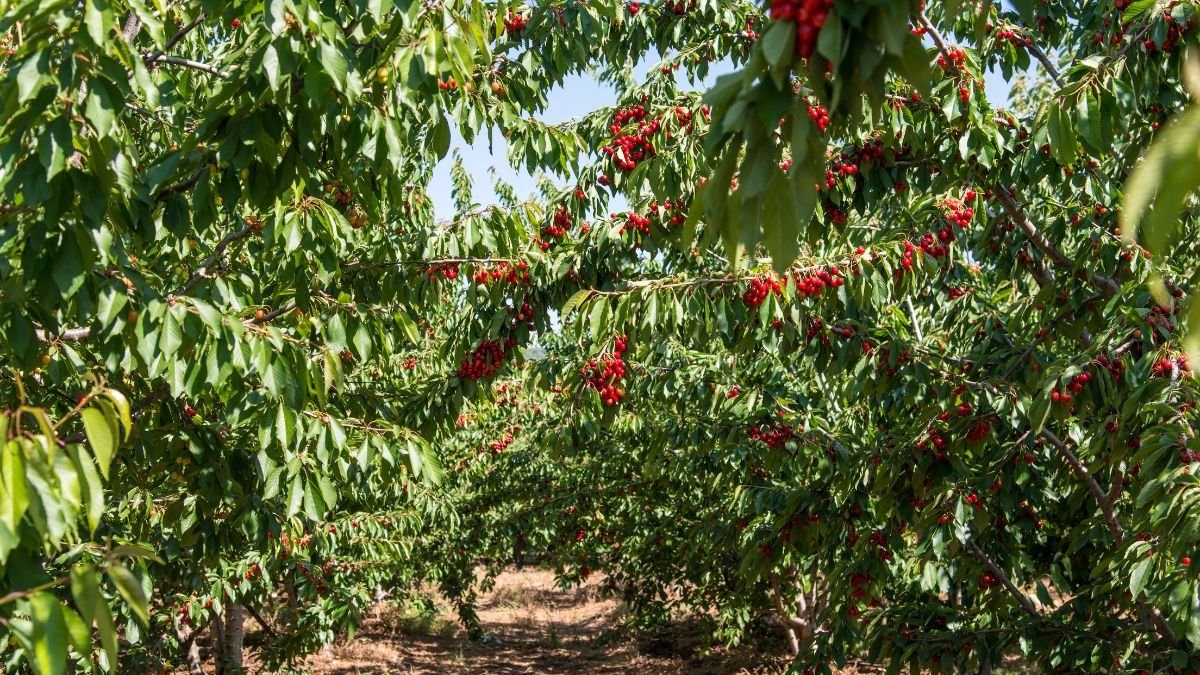 Cseresznyefák sorakoznak, gazdag, érett gyümölcsökkel terhelve, zöld levelekkel körülvéve.