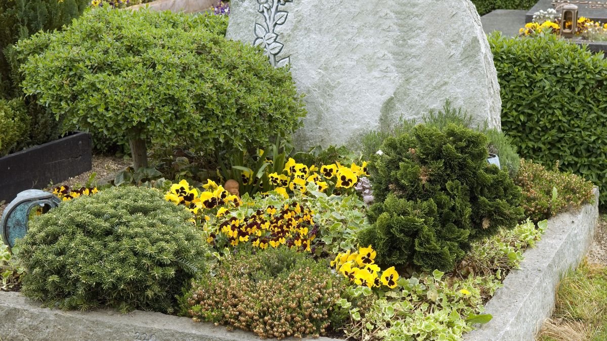 Színes árvácskák és zöld örökzöldek díszítik a sírt, barátságos és megnyugtató környezetet teremtve.