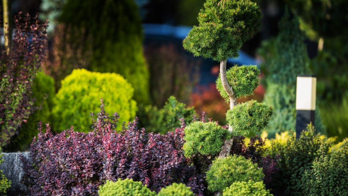 Színes dísznövények és formázott cserjék a fa tövében, árnyékos kertben.