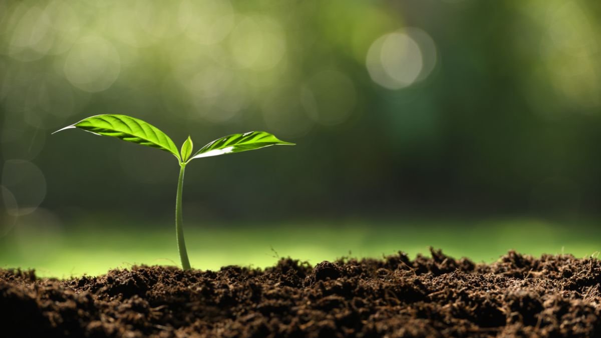 Egy fiatal növény, friss zöld levelekkel, a földben nő, napsütésben.