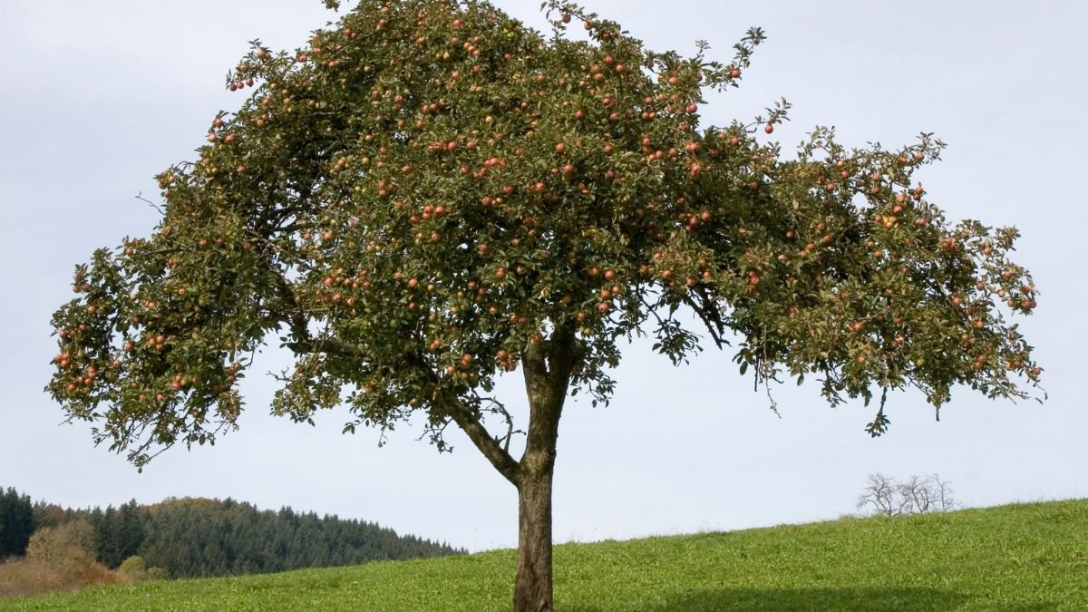 Egy gyümölcsfa, tele érett almákkal, zöld fűvel körülvéve, a háttérben dombos táj látható.
