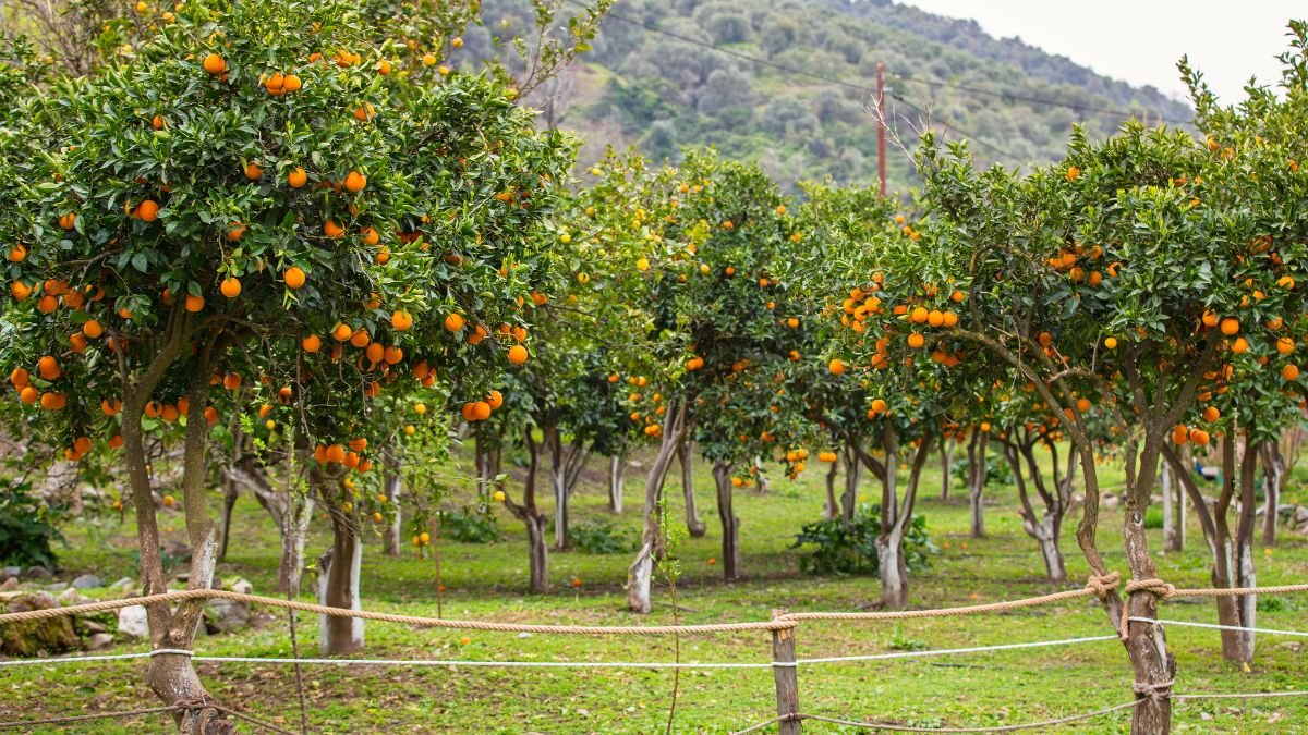 Zöldellő gyümölcsfa ültetvény, tele narancsokkal, a háttérben dombos tájjal.