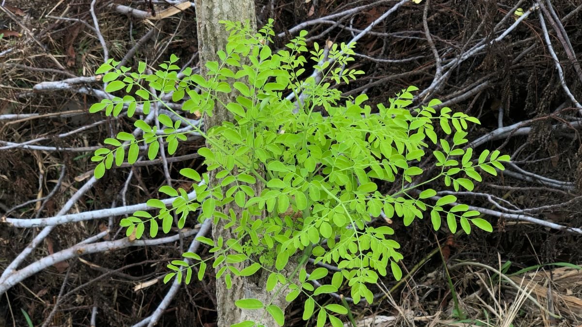 Egy zöld levelekkel borított növény nő egy fa tövében, háttérben száraz ágakkal.