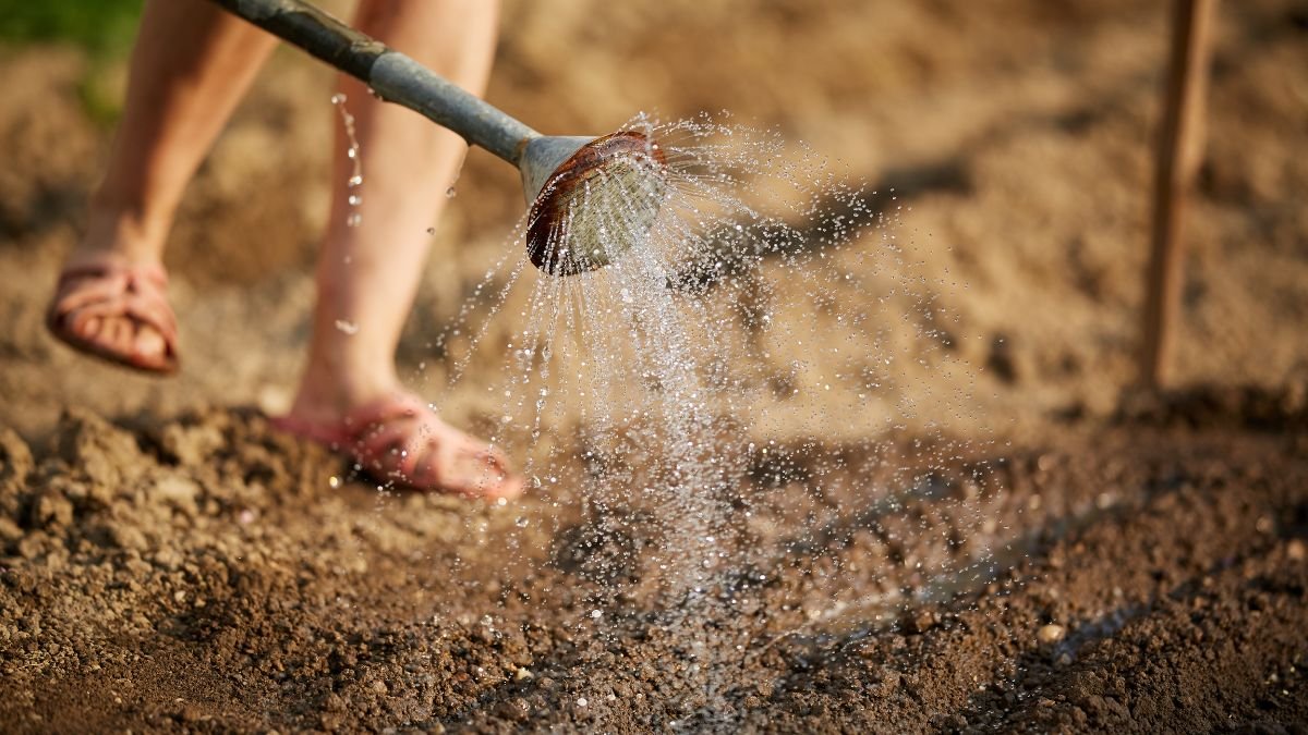 Egy kertész öntözőt használ, hogy vizet adjon az agyagos talajhoz, amelyben növények fognak fejlődni.