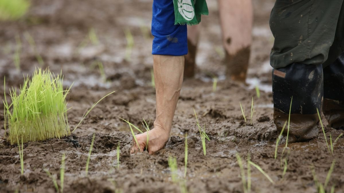 Két ember ülteti a rizst agyagos talajba, a zöld hajtások között, amely nedves és ragadós.