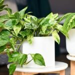 Különböző szobanövények színes levelekkel egy fehér virágcserépben, barátságos otthoni környezetben.