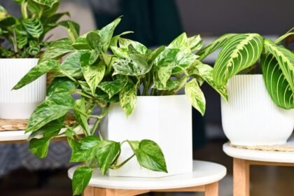 Különböző szobanövények színes levelekkel egy fehér virágcserépben, barátságos otthoni környezetben.