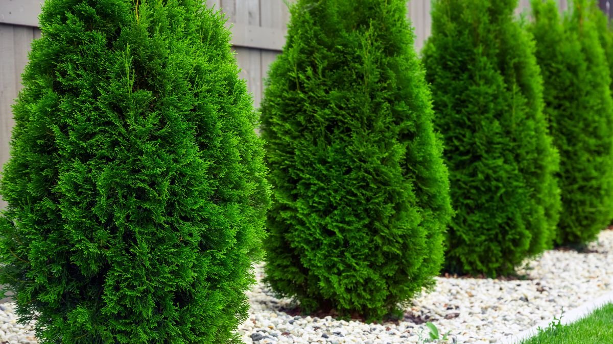 Hosszú sorban álló, zöld tuják, amelyek szépen formázottak és díszítik a kertrészt.