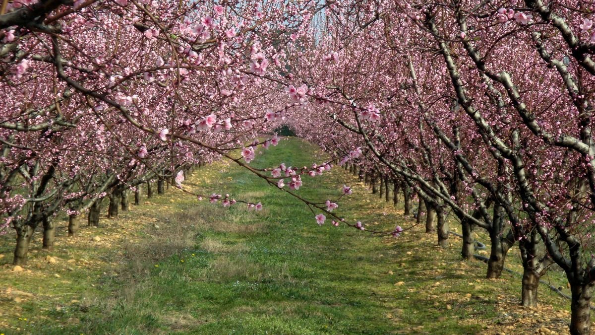 Virágzó gyümölcsfák sorai, élénk rózsaszín virágokkal, zöld fűvel az ösvényen.