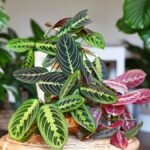 Egy gyönyörű nyílgyökér növény, élénk zöld és bordó levelekkel, otthonos szobanövények között.