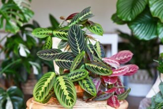 Egy gyönyörű nyílgyökér növény, élénk zöld és bordó levelekkel, otthonos szobanövények között.