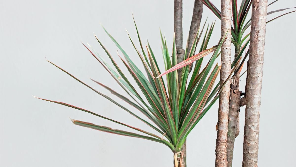 Tarka sárkányfa levelei, zöld és piros árnyalatokkal, szép szobanövény.